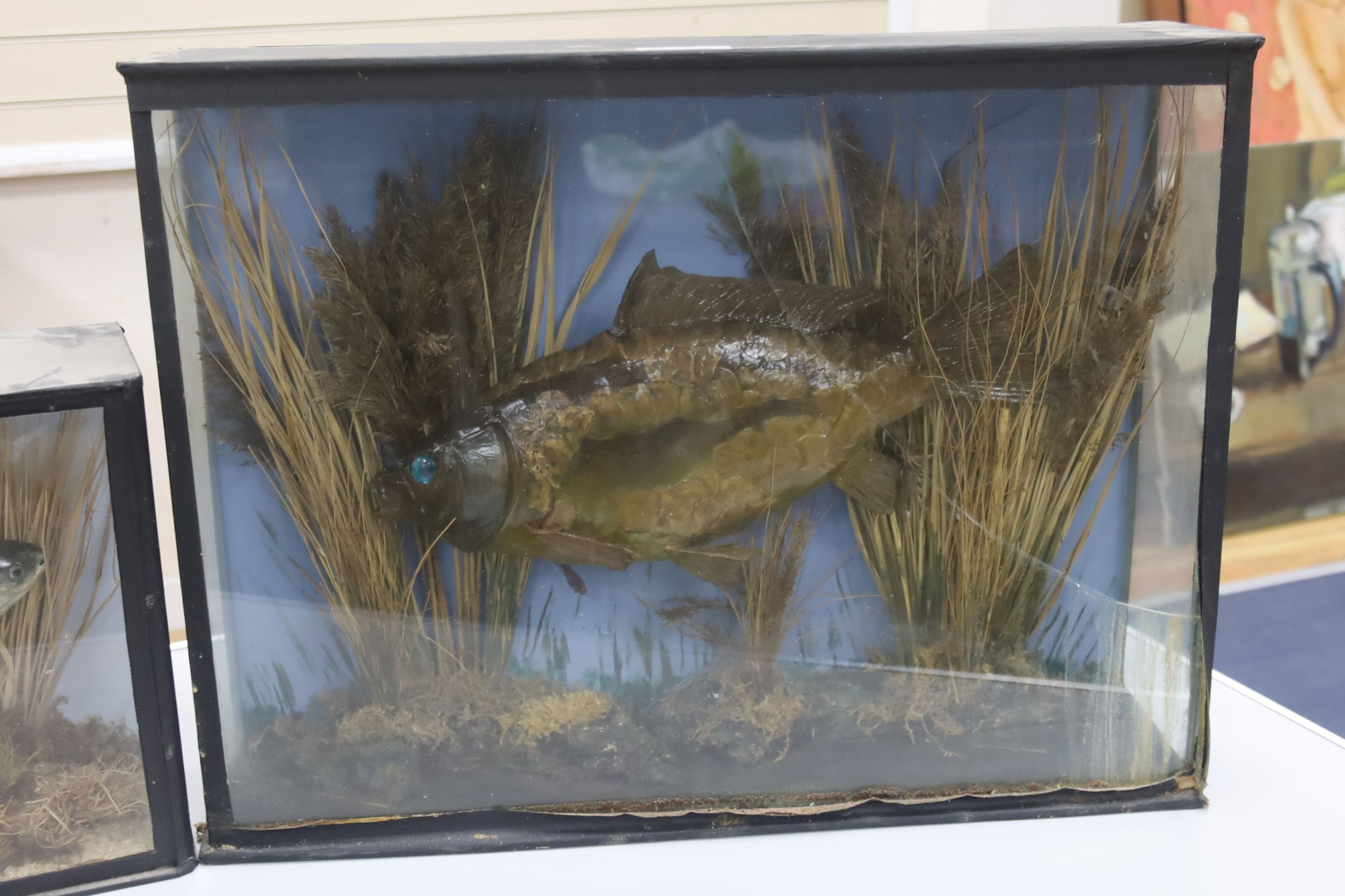 Three cased taxidermic fish, largest 60 x 47cm